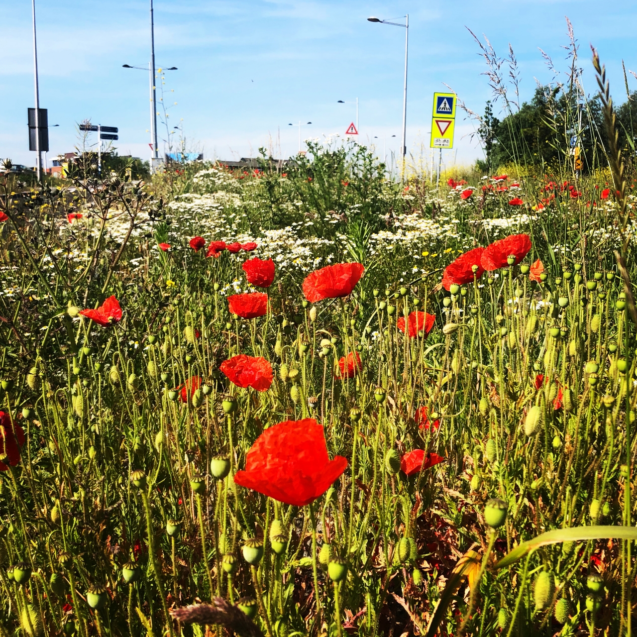 Bloemenzee